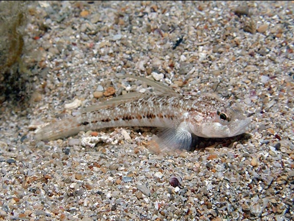 Gobius roulei